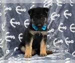 Small Photo #8 German Shepherd Dog Puppy For Sale in EAST EARL, PA, USA