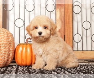 Poodle (Toy) Puppy for Sale in NAPLES, Florida USA