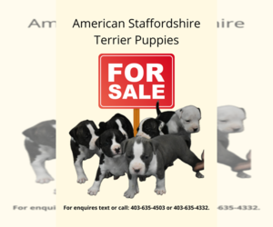 American Staffordshire Terrier Puppy for Sale in Burdett, Alberta Canada