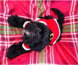 Shih Tzu Puppy for sale in NICHOLASVILLE, KY, USA