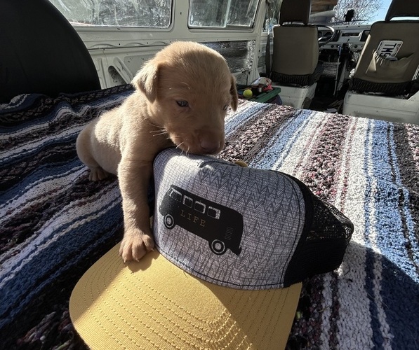 Medium Photo #5 Labrador Retriever Puppy For Sale in LEASBURG, MO, USA