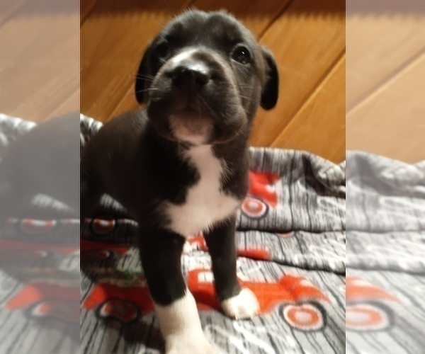 Medium Photo #1 Siberian Husky Puppy For Sale in DANBY, VT, USA