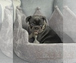 Small #5 French Bulldog