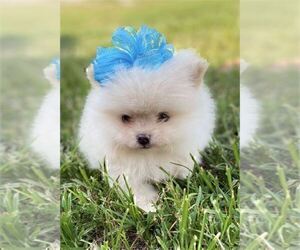 Pomeranian Puppy for Sale in DALLAS, Texas USA