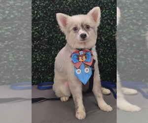 Pomeranian Dogs for adoption in Sanford, FL, USA