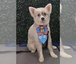 Gello FH - Male Pomeranian Dog for Adoption - Small photo