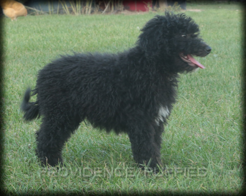 Medium Photo #1 Aussiedoodle Puppy For Sale in WAYLAND, IA, USA