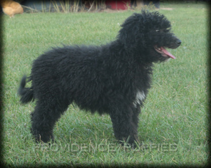 Aussiedoodle Puppy for sale in WAYLAND, IA, USA