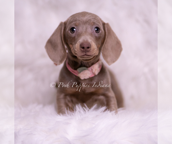 Medium Photo #1 Dachshund Puppy For Sale in WARSAW, IN, USA