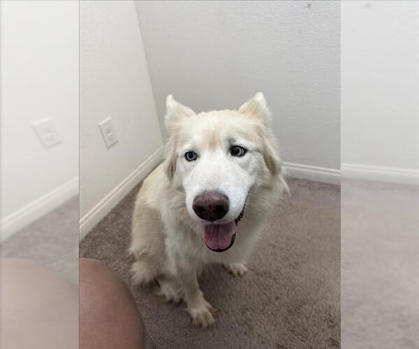 Medium Photo #2 Siberian Husky-Unknown Mix Puppy For Sale in Las Vegas, NV, USA