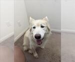Small #1 Siberian Husky Mix