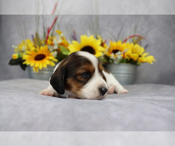Medium Photo #5 Dachshund Puppy For Sale in BRADFORD, TN, USA