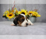 Small Photo #5 Dachshund Puppy For Sale in BRADFORD, TN, USA