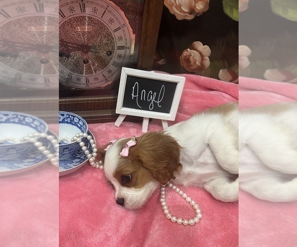 Medium Photo #3 Cavalier King Charles Spaniel Puppy For Sale in ABILENE, TX, USA
