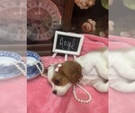 Small #2 Cavalier King Charles Spaniel