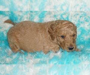 Labradoodle Puppy for sale in LA HABRA, CA, USA