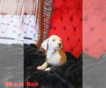 Small Photo #5 Mutt Puppy For Sale in Wakefield, RI, USA