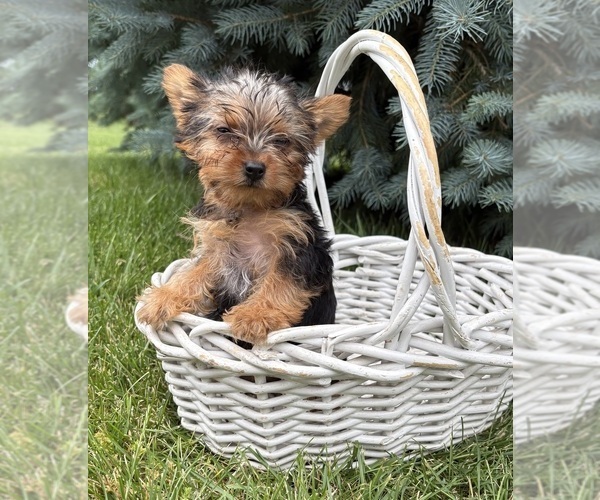 Medium Photo #2 Yorkshire Terrier Puppy For Sale in MIDDLEBURY, IN, USA