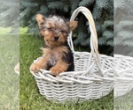 Small #1 Yorkshire Terrier