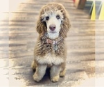 Small #7 Poodle (Standard)