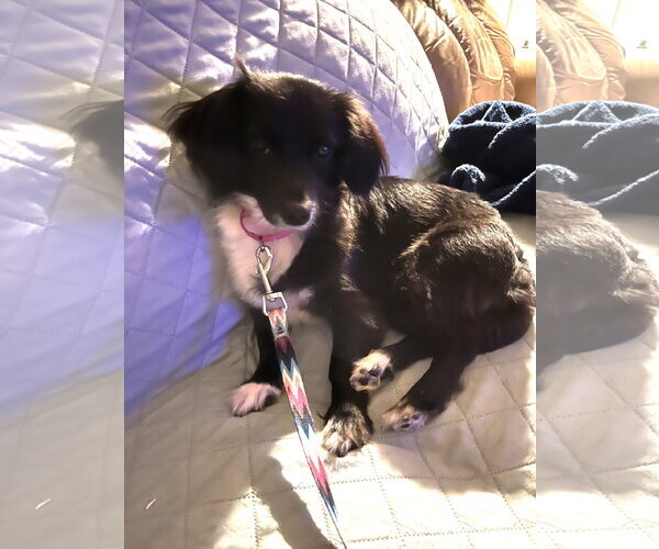 Medium Photo #4 Dachshund-Unknown Mix Puppy For Sale in Missouri City, TX, USA