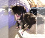 Small Photo #4 Dachshund-Unknown Mix Puppy For Sale in Missouri City, TX, USA