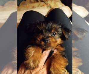 Yorkshire Terrier Puppy for sale in COLLETTSVILLE, NC, USA
