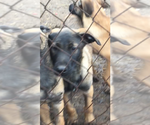 Small Photo #5 Belgian Malinois Puppy For Sale in CORBIN, KY, USA