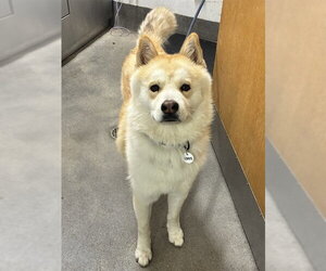 Siberian Husky-Unknown Mix Dogs for adoption in Forestville, MD, USA