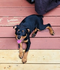 Rottweiler Puppy for sale in STOCKBRIDGE, GA, USA
