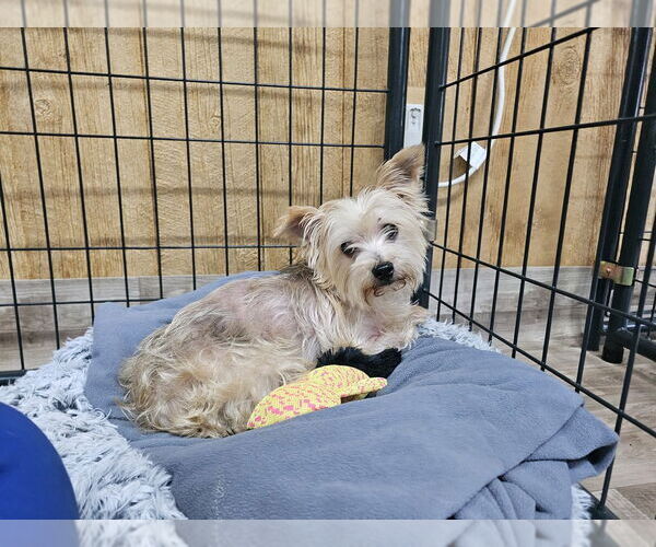Medium Photo #3 Mutt Puppy For Sale in Elmsford, NY, USA