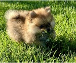 Small Photo #15 Pomeranian Puppy For Sale in SILEX, MO, USA