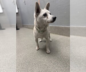 Chihuahua-Unknown Mix Dogs for adoption in Las Vegas, NV, USA