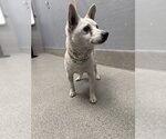 Small Chihuahua Mix