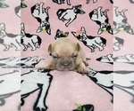 Small Photo #2 French Bulldog Puppy For Sale in SALEM, OR, USA