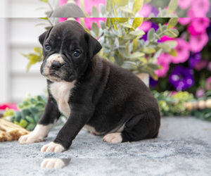 Medium Boxer