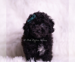 Small Photo #14 Poodle (Toy) Puppy For Sale in WARSAW, IN, USA