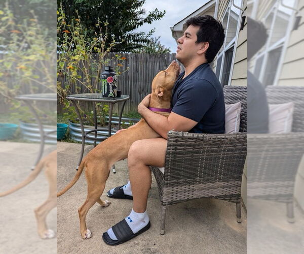 Medium Photo #10 American Pit Bull Terrier-Labrador Retriever Mix Puppy For Sale in Atlanta, GA, USA