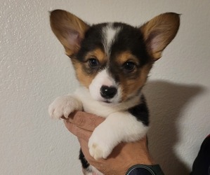 Pembroke Welsh Corgi Puppy for sale in ABILENE, TX, USA