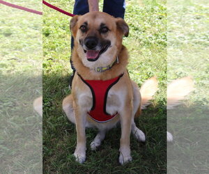 Sadie - Female Labrador Retriever Dog for Adoption - Photo #3