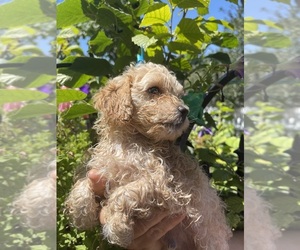 Poodle (Miniature) Puppy for sale in DENVER, CO, USA