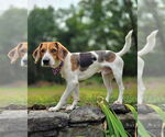 Small #2 Beagle Mix