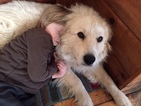 Small Photo #1 Great Pyrenees Puppy For Sale in WINGINA, VA, USA