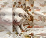 Small #2 Australian Shepherd