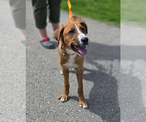 Mutt Dogs for adoption in New London, WI, USA