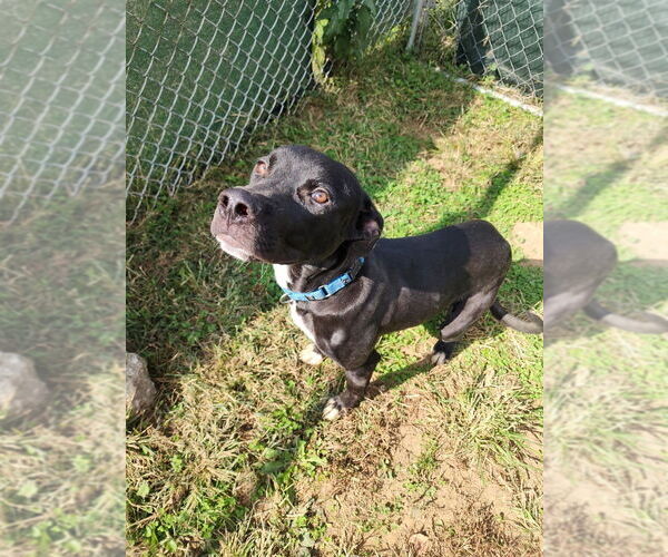 Medium Photo #8 American Pit Bull Terrier-Unknown Mix Puppy For Sale in Evansville, IN, USA