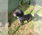 Small #7 American Pit Bull Terrier Mix
