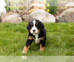 Small Photo #5 Bernese Mountain Dog Puppy For Sale in MILLERSBURG, IN, USA