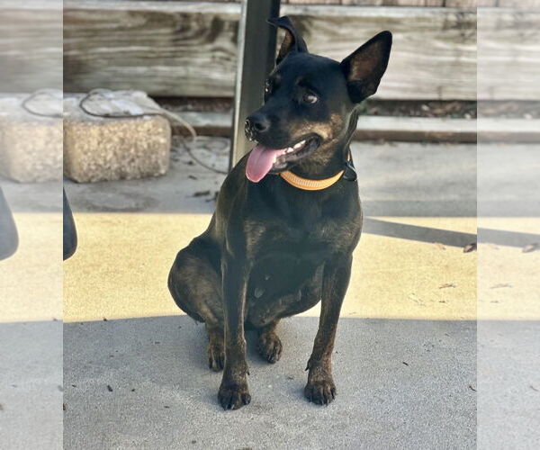 Medium Photo #6 Mutt Puppy For Sale in Houston, TX, USA