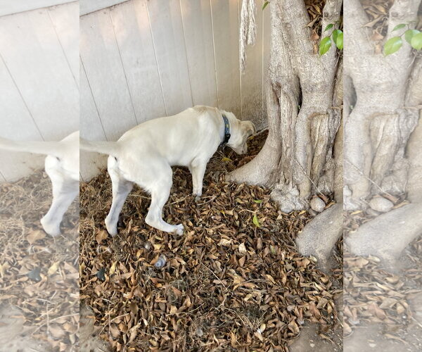 Medium Photo #7 Labrador Retriever-Unknown Mix Puppy For Sale in San Diego, CA, USA